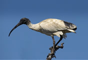 Sacred Ibis